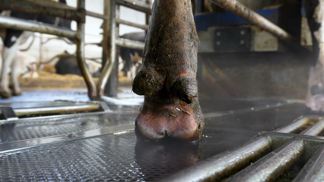 Klauenwaschanlage Hydromac HC1000