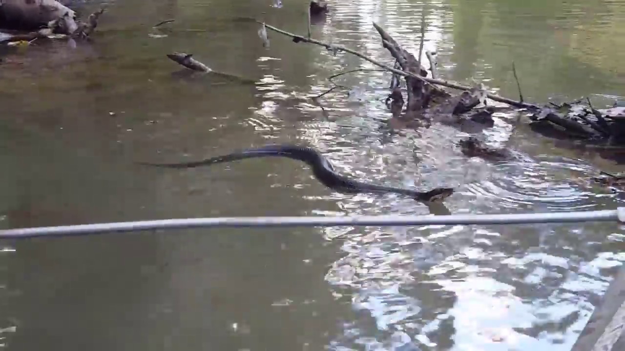 water moccasin vs cottonmouth A Very Sneaky Cottonmouth