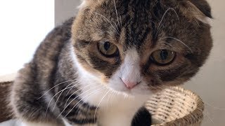 【猫】朝のご機嫌ぽこ太郎【スコティッシュフォールド】【Scottish Fold】