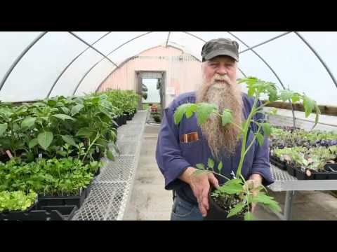 Video: Untuk menanam zon apakah michigan?