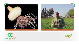 أهم الأمراض الفطرية التي تصيب محصول البصل وكيفية الوقاية منها ومكافحتها