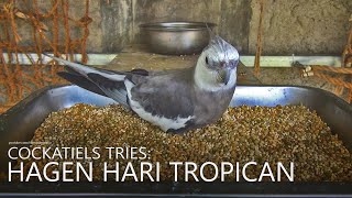 Cockatiels Tries: Hagen Hari Tropican for Cockatiel &amp; Small Parrot