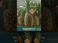 “Glasgow supermarkets have been hit by a surprising new dating fad." #Pineapple #BBCWriters #Writers