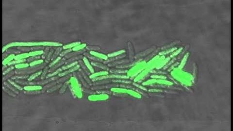 Bacteria oscillate individually