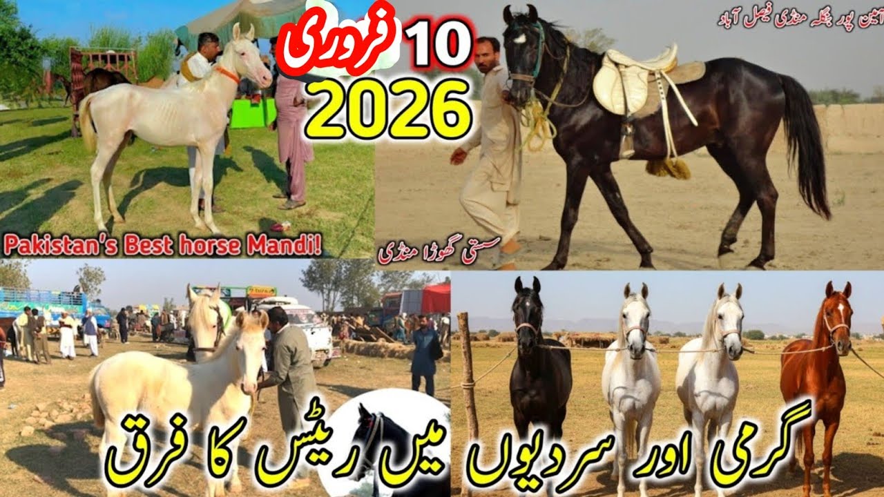 Aminpur Bangla Horse Mandi Faisalabad | Latest Mushka & Nukra Horse Prices 2026
