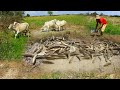 Amazing Hand Fishing - Many Fish In Mud Catch By The Great Man