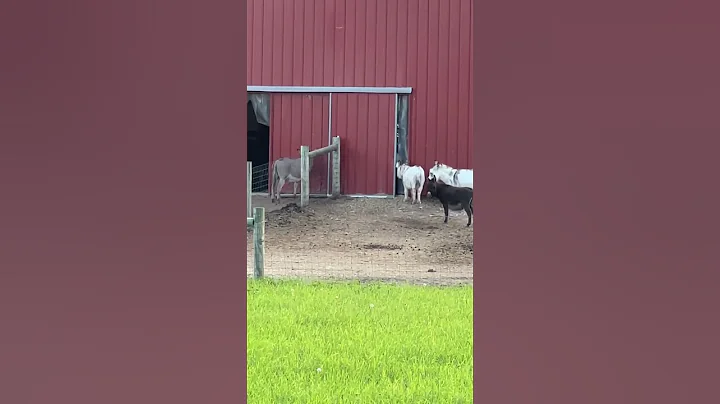 Donkeys are too smart! #shortvideo #onehappyassfarm #farmlife #donkey #animals #shorts #smart #cute