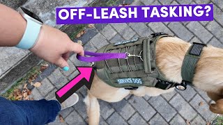 Download Lagu Off-Leash Service Dogs: Red Flag or a Right? MP3 Download Lagu Off-Leash Service Dogs: Red Flag or a Right? MP3