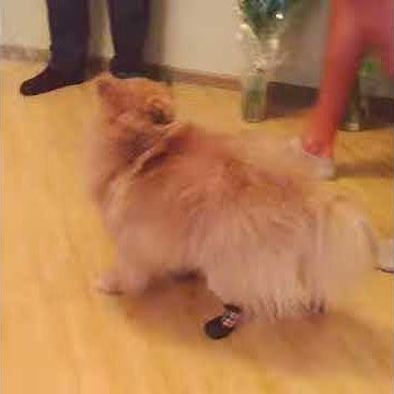 Собака-акробат - YouTube