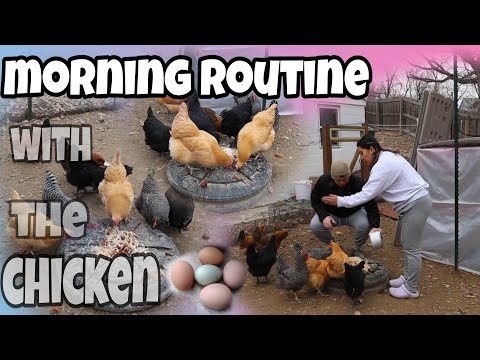 How to Raise Backyard Chickens: Our Daily Routine and What We Feed Them |giaclord