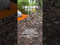 チューリップの花が終わったのでお手入れしました