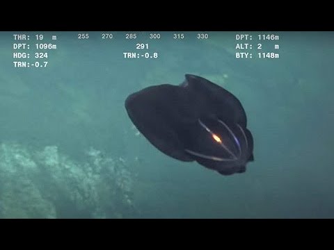 Vídeo: Uma Criatura Marinha Não Identificada Chegou à Costa Da Austrália - Visão Alternativa