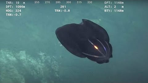 Criatura marinha se despedaça em vídeo e intriga internautas