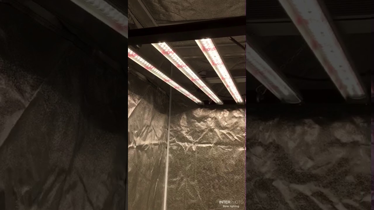 Foldable Grow Light with OSRAM diodes for Indoor Plants Veg and Bloom