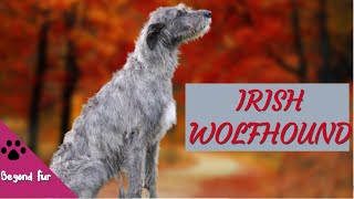 The Dog  That Swept Away Wolves In Ireland-Magnificent Irish Wolfhound