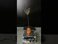 lightning + carrot + plants #experiment #shorts