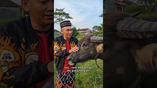 hewan kurban. #videoai #hewankurban #sapi