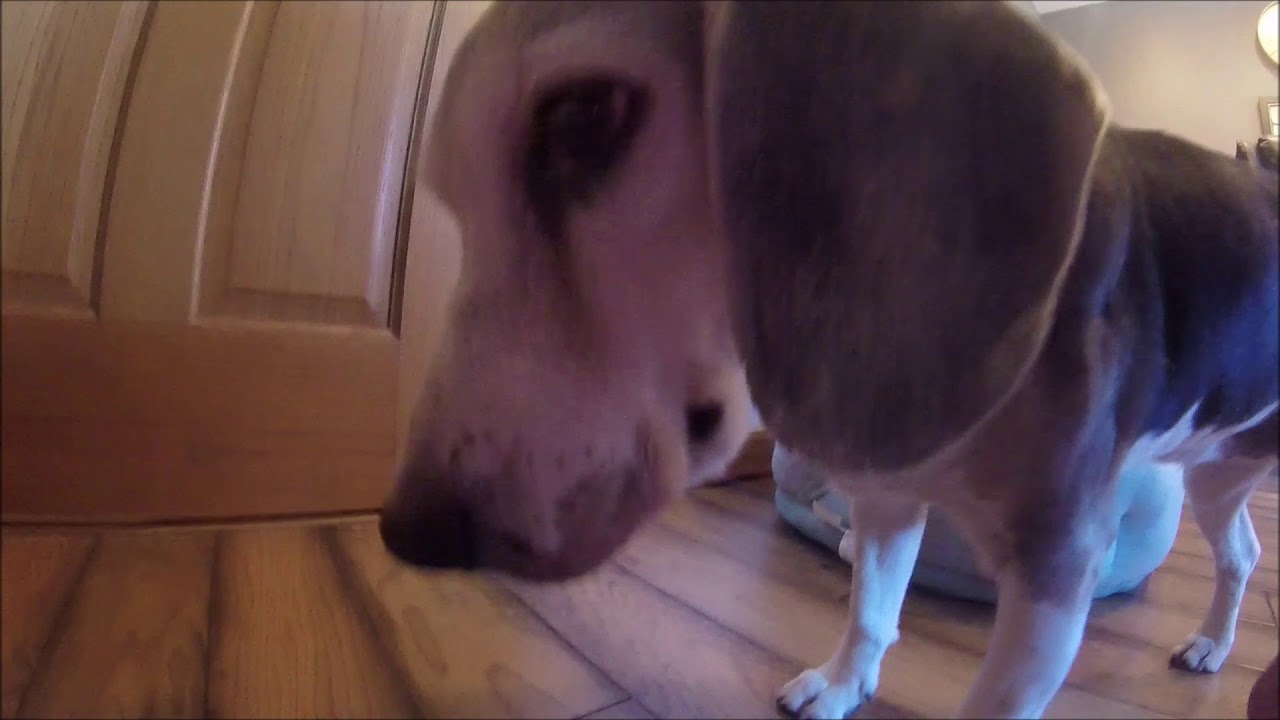 Dog was sick - YouTube