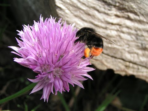 Record the buzz  - introduction to identifying bumblebees