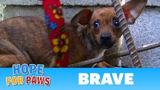 After being used for breeding, little Brave was abandoned on the streets. #chihuahua