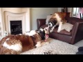 st bernard george and molly play fighting
