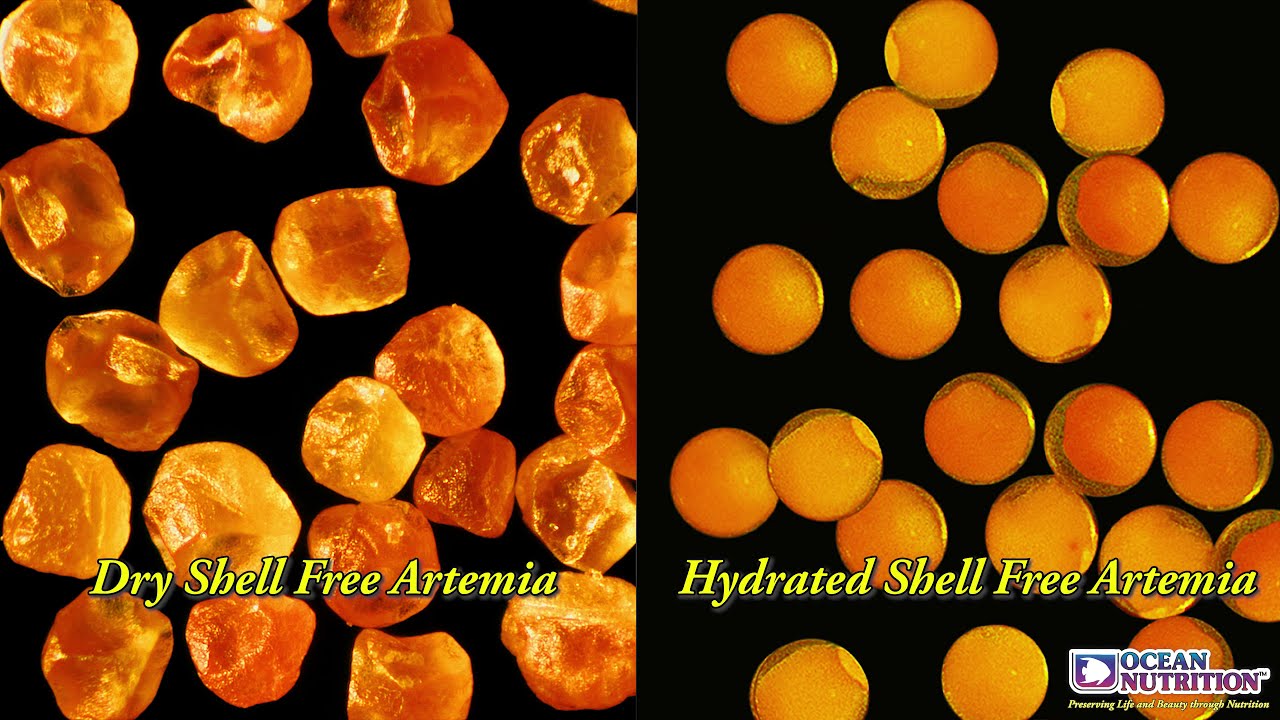 New! Shell Free Artemia by Ocean Nutrition 