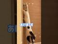 扉開けるのをマスターした猫チロさん #shorts