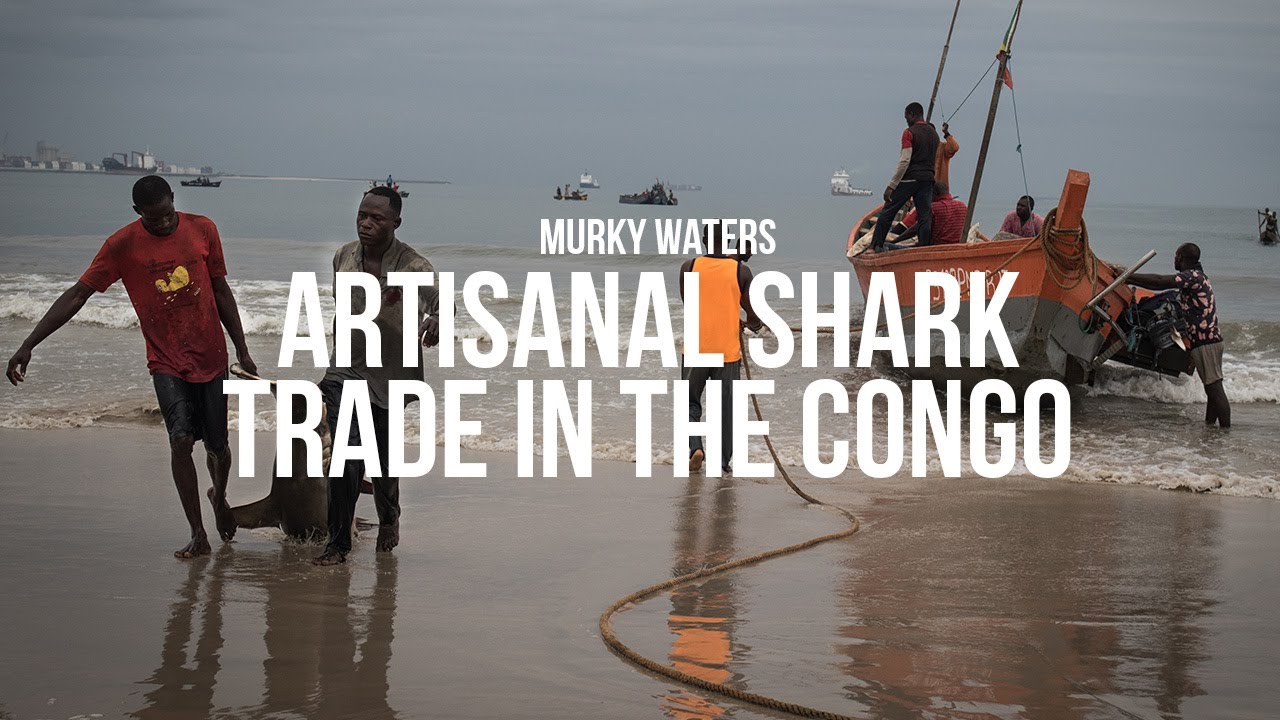 Murky Waters - Inside Congo's shark trade - YouTube