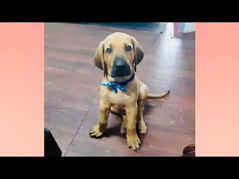 Видео: Вырастет ли мой щенок из рта?