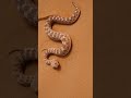 Saharan horned viper #viper #snake #reptile #slithering #cute #wild #prey #nature #wildlife HA57252