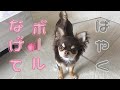 【おしゃべりペット】知ってますか?ボール遊びは不十分です。