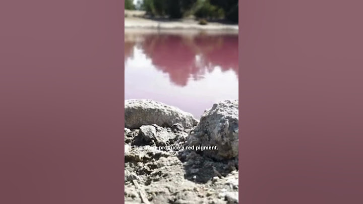 lPINK LAKE MIRACLE! | Australia's Bubblegum Secret 🤯