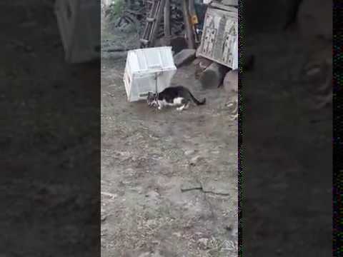 Kedi Nasil Yakalanir Izleyin Cat Sevmek Icin Yakalayamiyoruz Bari Tuzak Kurup Sevelim Dedik Youtube
