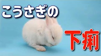 下痢 Youtube