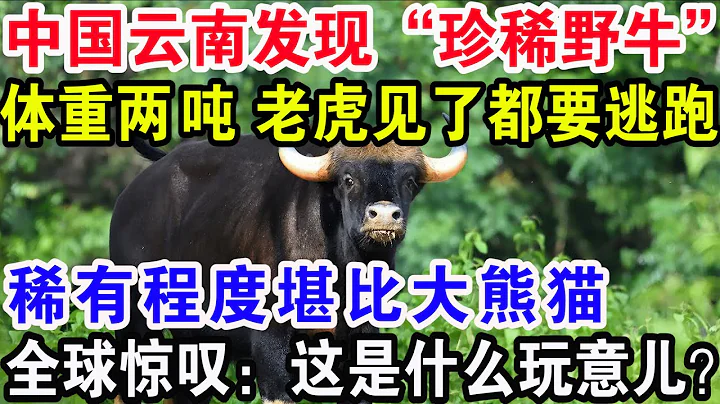 中國雲南發現「珍稀野牛」，體重兩噸老虎見了都要逃跑，稀有程度堪比大熊貓，全球驚嘆：這是什麼玩意兒？ - 天天要聞
