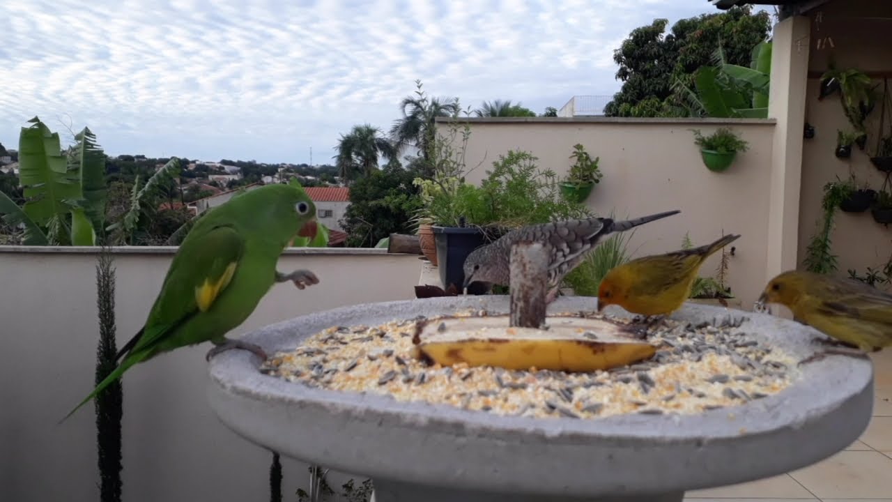 Como atrair vários pássaros para o quintal - YouTube
