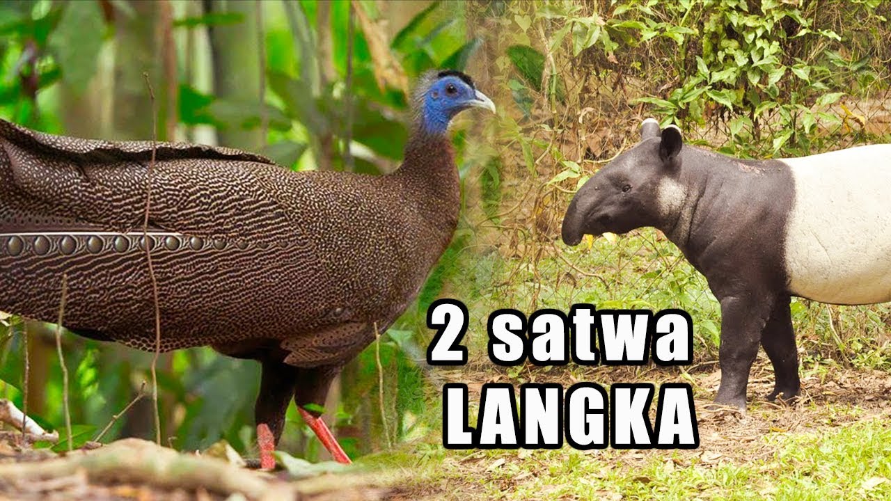 Burung KUAU RAJA TAPIR  Langka  Kami Rekam di Hutan Ini 