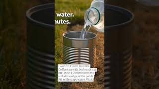 Chinch Bugs in Calgary Why Watering Won t Bring Your Lawn Back