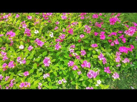 Vídeo: Bígaro Herbàcia