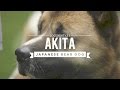 AKITA INU - Characteristics, Behavior and Care - YouTube