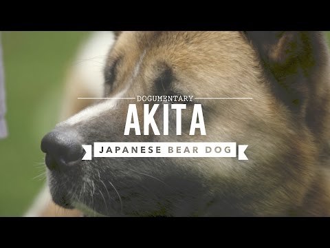 Video: Suņu šķirnes: Akita