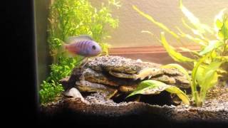 Little yellow cichlid Little yellow cichlid