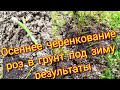 Результаты черенкования роз осенью в грунт на даче/уход за розами весной...