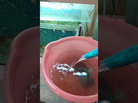 Как слить воду из аквариума без сифона? #Лайфхак. #аквариумистика #рекомендации