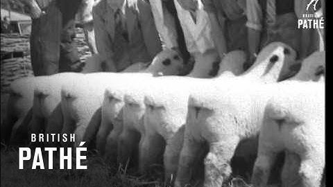 Sheep For Export (1946)