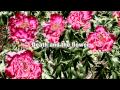 Death and the flower (生と死の幻想）