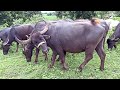 Buffalo Videos with Sound | Buffalo's videos specially made for children | Cow And Buffalo Video