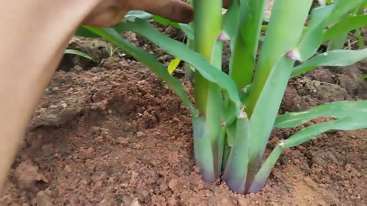 Dari alam kembali ke alam, konsep peternakan dan pertanian di kandang cahaya lembu. 