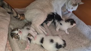 The mother cat cannot find time to eat because she is busy with her kittens.