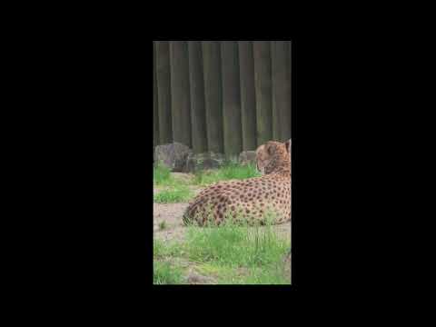 Šestinásobná radost v Zoo Olomouc. Gepardice už je ve výběhu i s koťaty :) zatím jen Od 9-12h